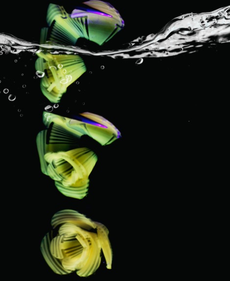 Flat pasta morphing into 3D shapes as it cooks in water