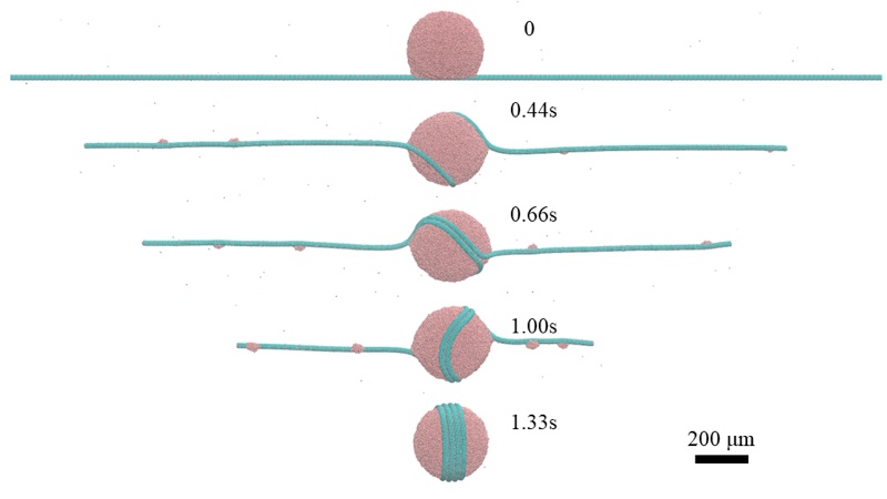 Time sequence of an elastic rod wrapping around a liquid droplet, from 0 to 1.33 seconds