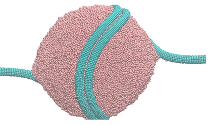 Simulation of an elastic rod wrapping around a liquid droplet
