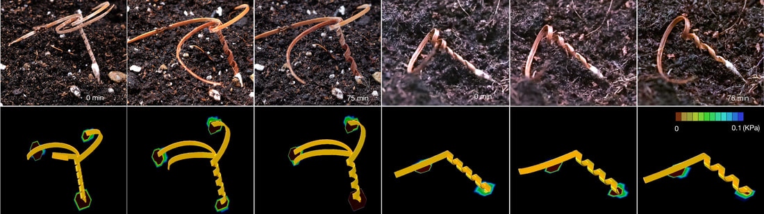 Erodium-inspired seed carriers drilling into soil, compared with simulations