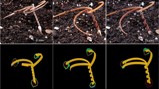 Three-tailed Erodium-inspired seed carrier drilling into soil over 75 minutes (top) and the matching simulation (bottom)